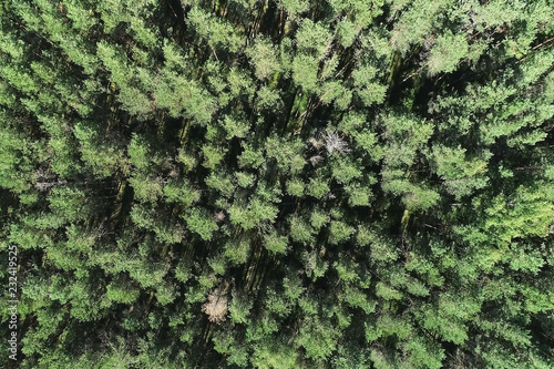 Summer warm sun light forest aerial view. Flying over the forest from above. Top view. © familylifestyle
