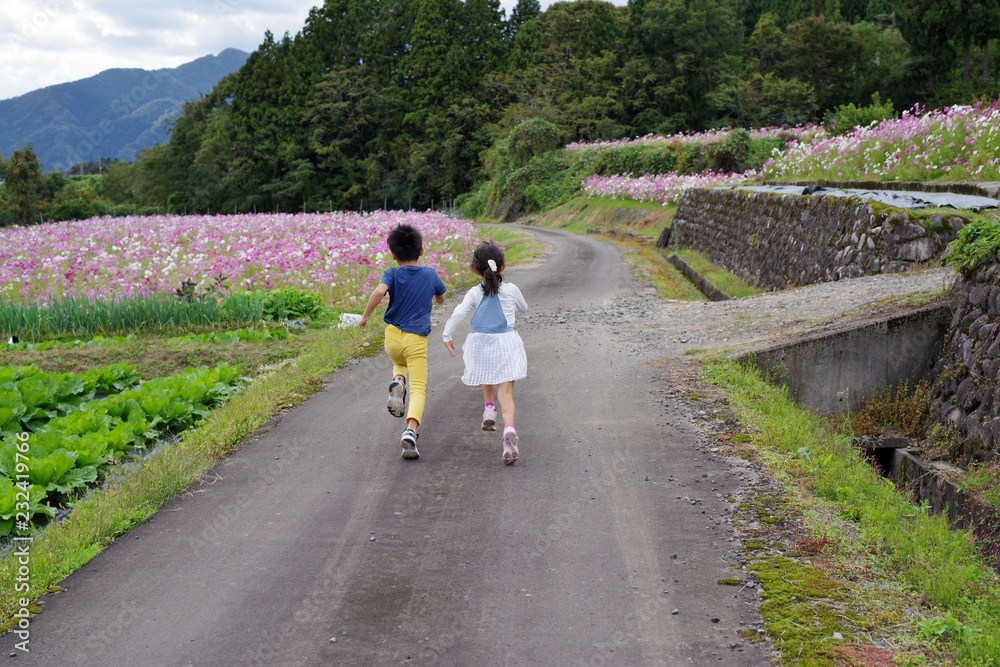 Fototapeta premium コスモス畑を歩く子供