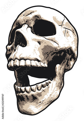 Laughing or Screaming Human Skull