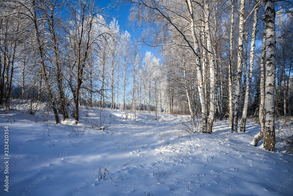 winter in the forest