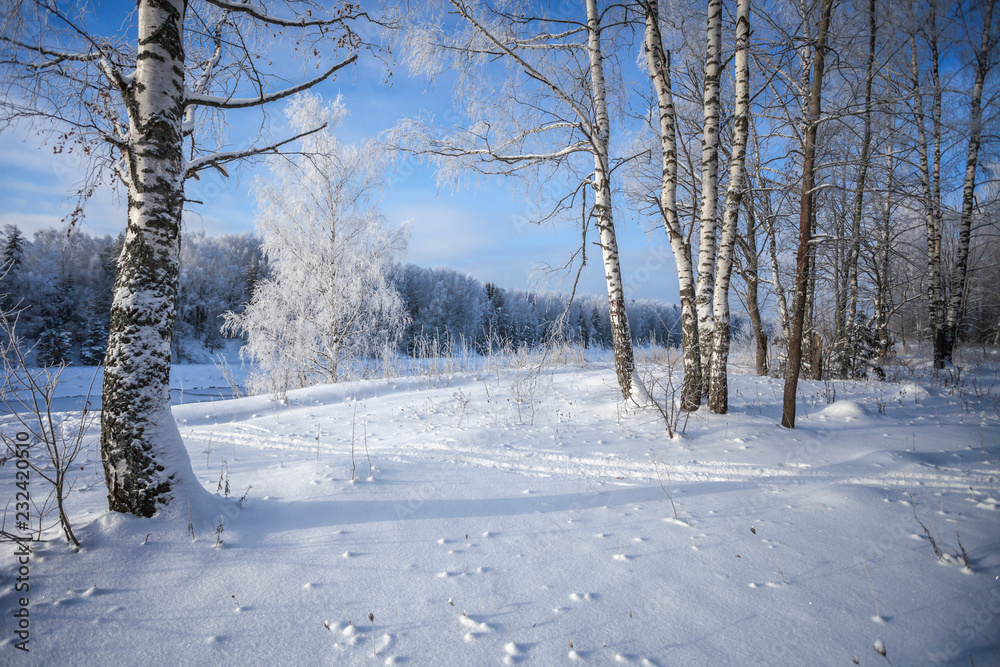 winter in the forest winter in the forest