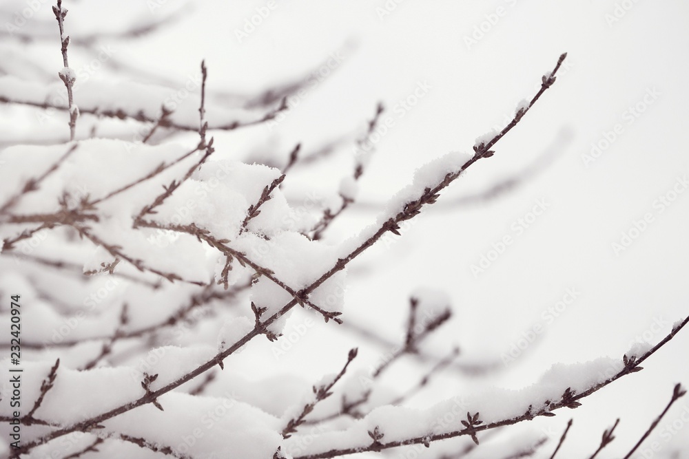 Winter time.Thin branches in the snow in soft light.Winter nature background.Winter mood.	