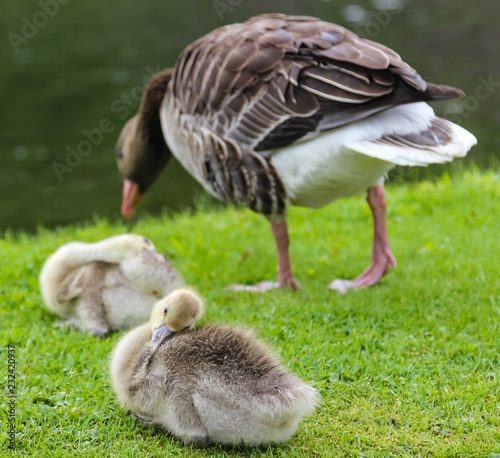 ducklings and duck in the park near the Nymphenburg Palace in Munich in Bavaria photo