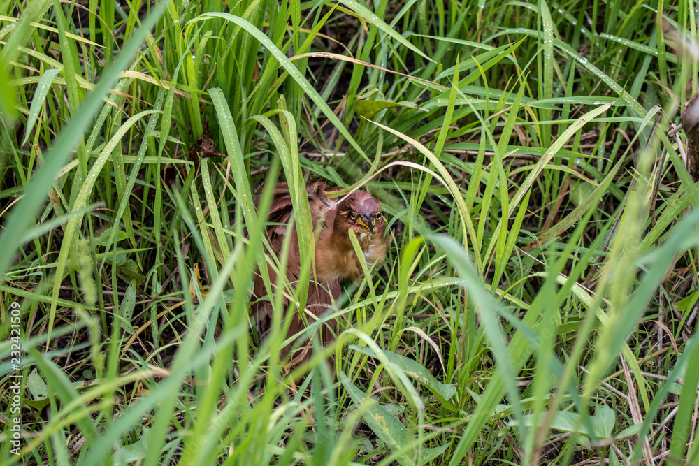 Red heron (Ardea purpurea) in natural habitat