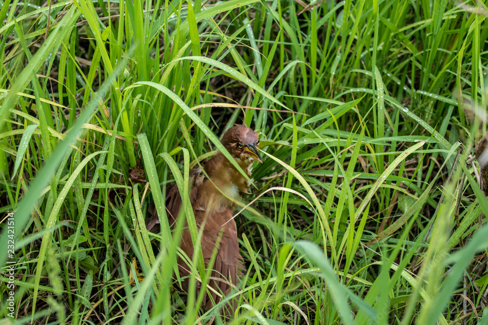 Red heron (Ardea purpurea) in natural habitat Red heron (Ardea purpurea) in natural habitat