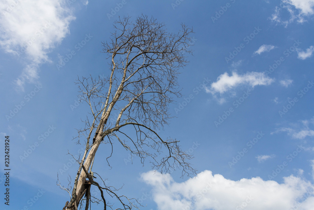 Dead tree with blue sky and white cloud Dead tree with blue sky and white cloud