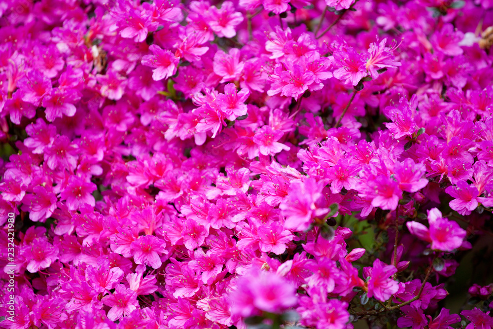 Bright magenta rhododendron flowers (azalea flowers) Bright magenta rhododendron flowers (azalea flowers)