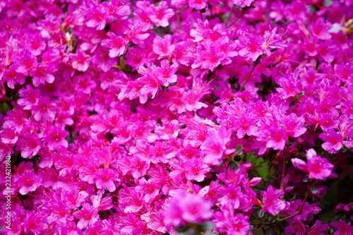 Bright magenta  rhododendron flowers (azalea flowers)