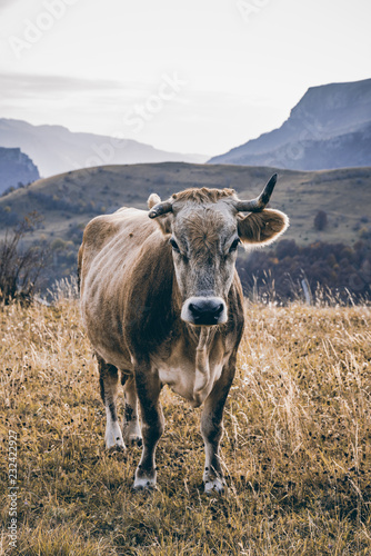 Cow in remote pasture in Bosnia mountains