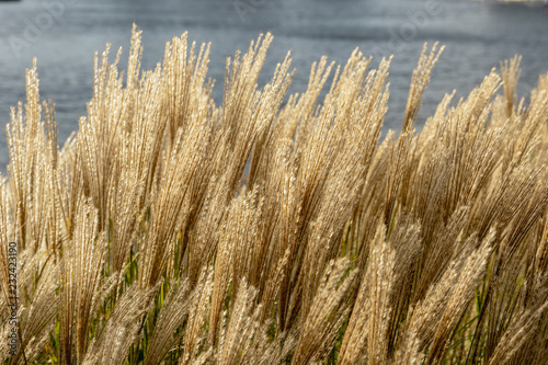 Beutiful Pennisetum alopecuroides - ornamental grass, fountain grass, selective focus.