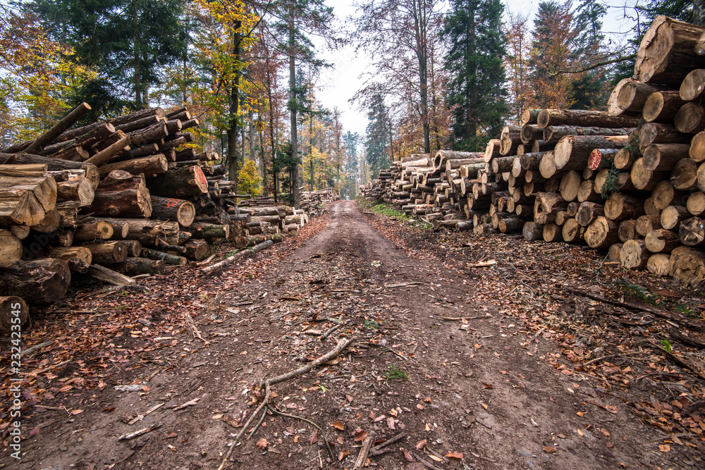 Deforestation in rural areas. Timber harvesting in forest