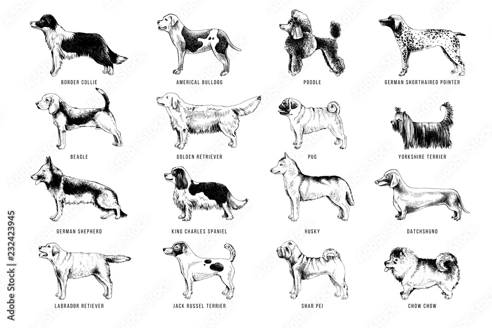 Fototapeta premium Breeds of dogs