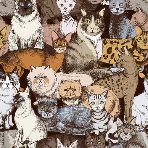 Seamless pattern with 16 hand drawn purebred cats photo