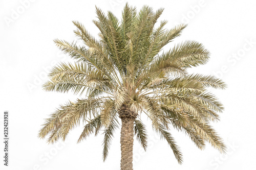 Palmen vor weissem Hintergrund