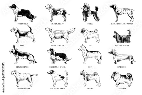 Breeds of dogs
