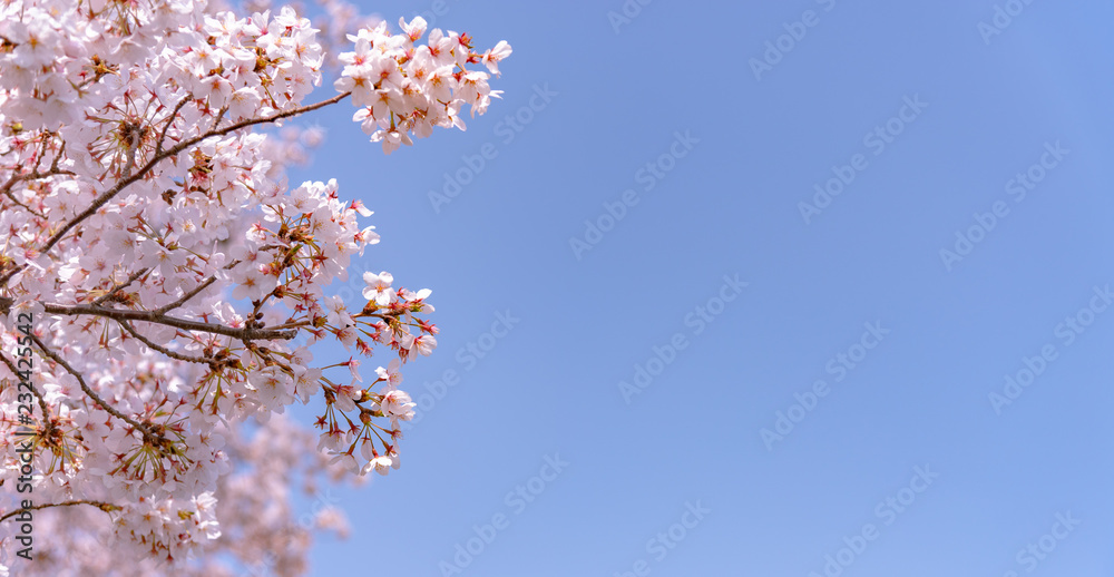 Cherry blossom in spring season at Tokyo, Japan. Cherry blossoms will start blooming around the late March in Tokyo, Many visitors to Japan choose to travel in cherry blossom season. Cherry blossom in spring season at Tokyo, Japan. Cherry blossoms will start blooming around the late March in Tokyo, Many visitors to Japan choose to travel in cherry blossom season.
