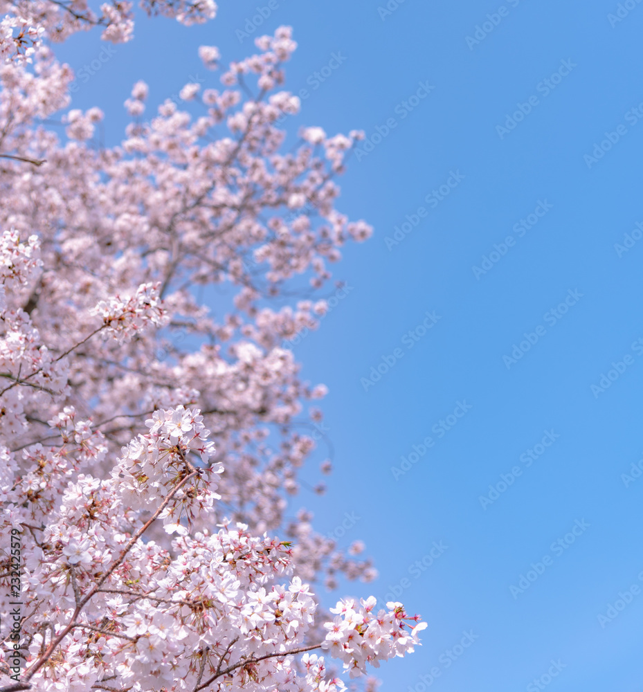 Cherry blossom in spring season at Tokyo, Japan. Cherry blossoms will start blooming around the late March in Tokyo, Many visitors to Japan choose to travel in cherry blossom season. Cherry blossom in spring season at Tokyo, Japan. Cherry blossoms will start blooming around the late March in Tokyo, Many visitors to Japan choose to travel in cherry blossom season.