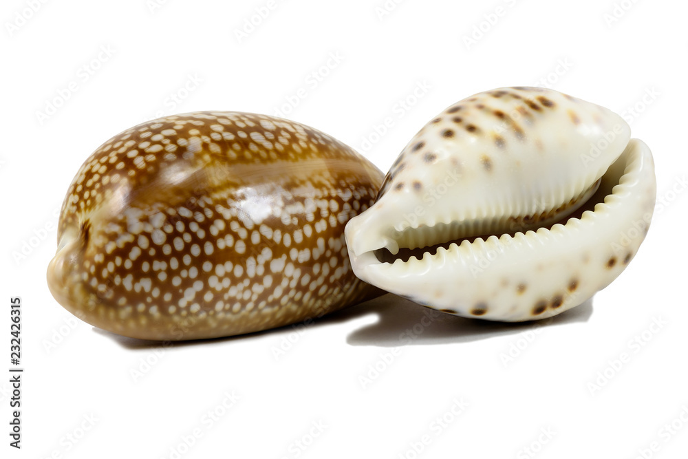 Sea shells cowrie from Pacific, isolated on white background Sea shells cowrie from Pacific, isolated on white background