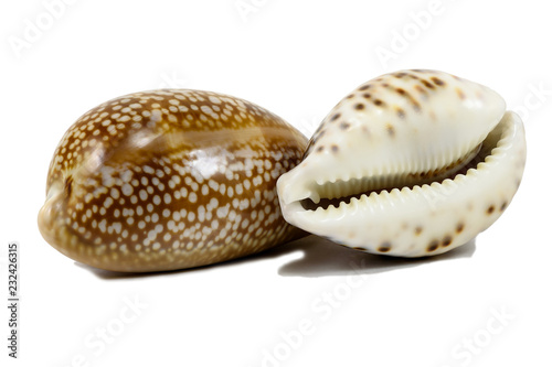 Obraz na plátně Sea shells cowrie from Pacific, isolated on white background
