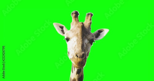 A curious giraffe looking at the camera on green screen.
