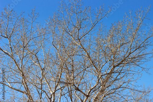Tree branches without leaves on a Sunny day against a blue sky. November.Late autumn. .