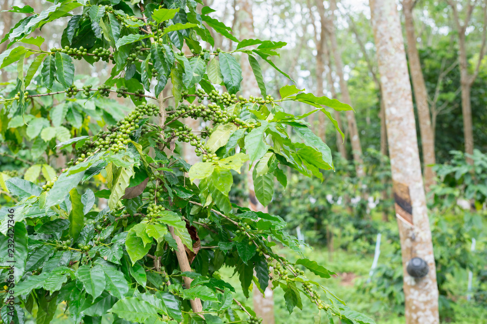 Coffee plantation in rubber tree plantation farm Coffee plantation in rubber tree plantation farm