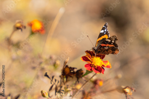 Monarch butterfly on marigold flower.