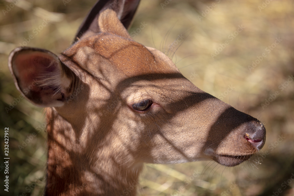 Fototapeta premium Portrait of a young deer in the park
