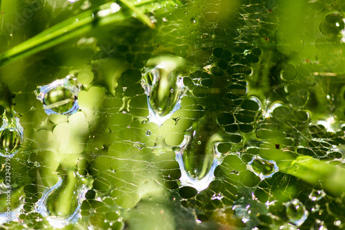 Water drops on the web as a background