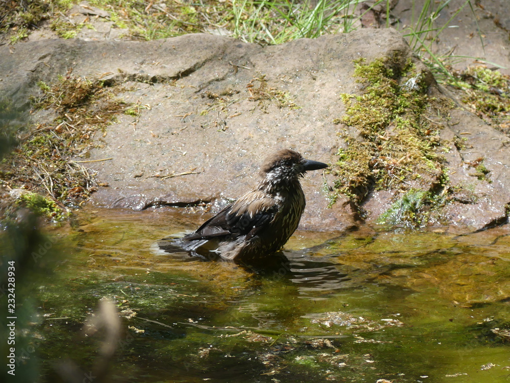 Fototapeta premium Swimming Bird