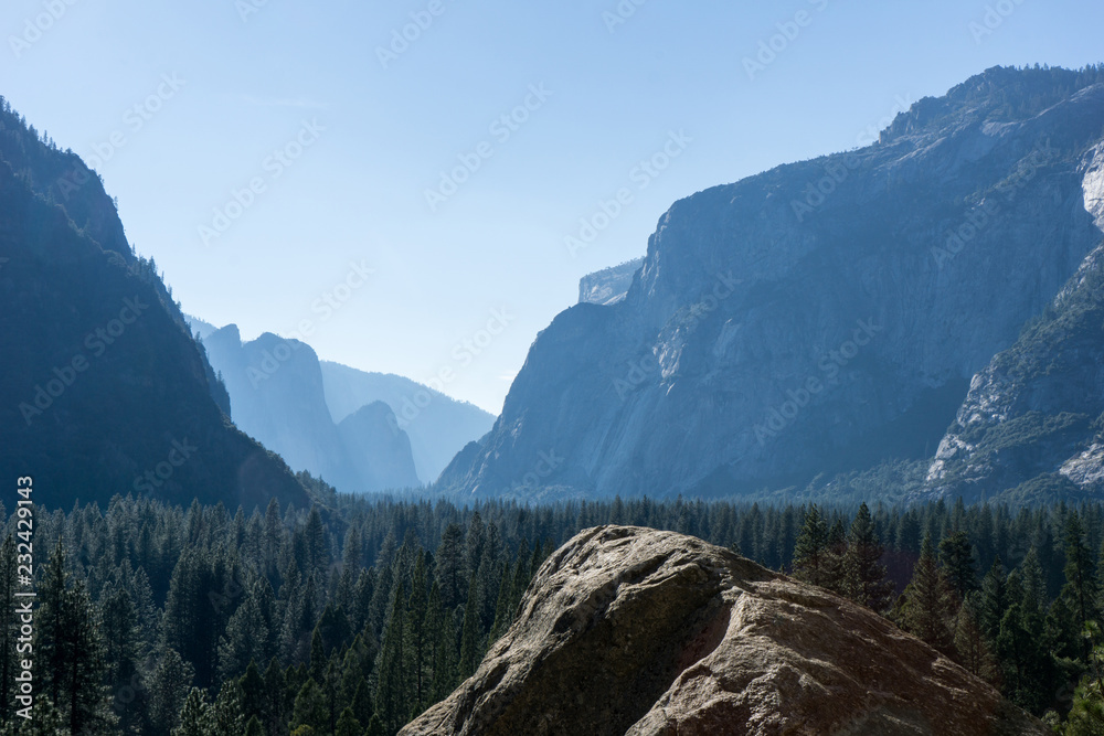 Forest Trees in Yosemite Valley, Yosemite National Park, California
