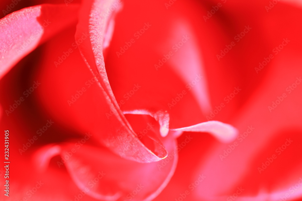 Image of rose petals.