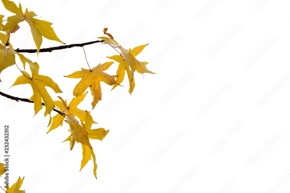 Kanadischer Amberbaum, freigestellt vor weißen Hintergrund Stock Photo