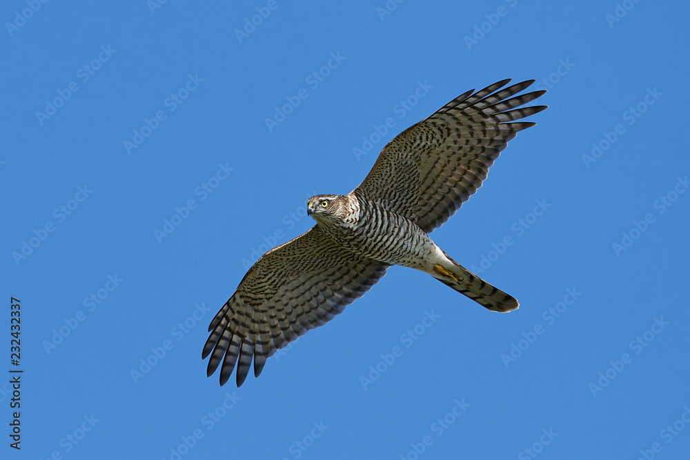 Fototapeta premium Eurasian sparrowhawk (Accipiter nisus)