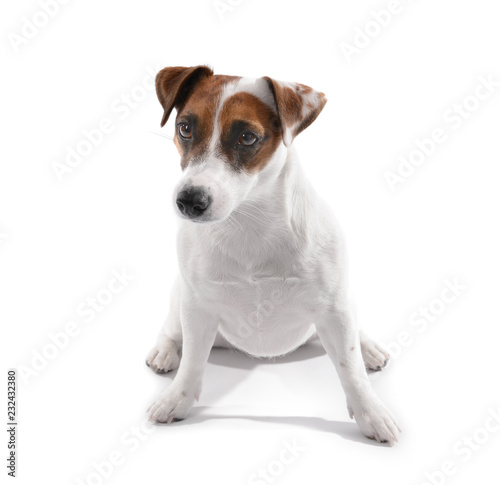 Cute funny dog on white background © Pixel-Shot