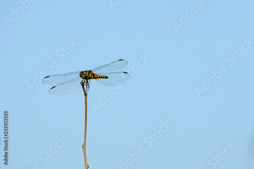 Dragonfly against the blue sky