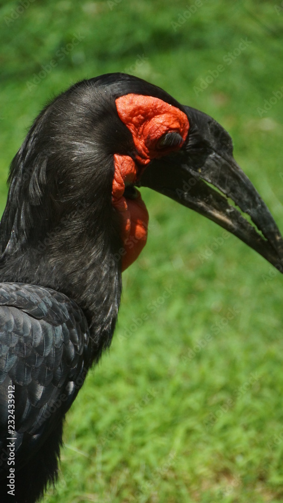The southern ground hornbill, is one of two species of ground hornbill and is the largest species of hornbill