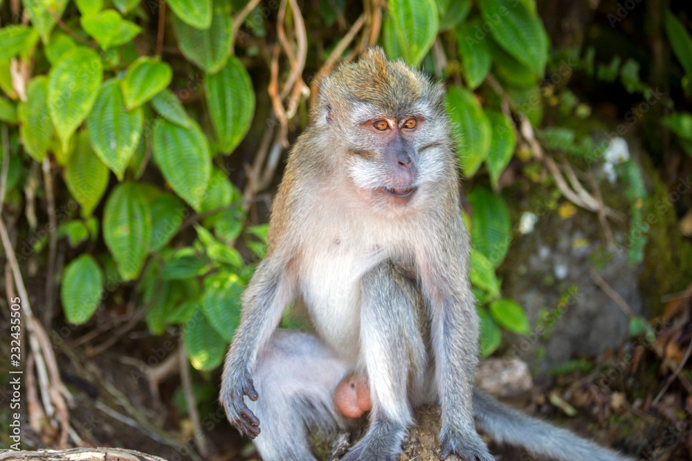 Singe dans la foret tropical - monkey in indian ocean Singe dans la foret tropical - monkey in indian ocean