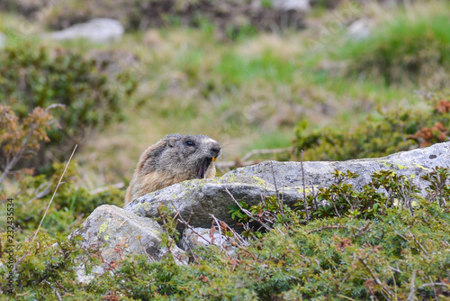 Groundhog on a Rock © Franco Polo