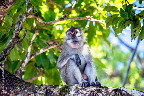 Singe dans la foret tropical - monkey in indian ocean
