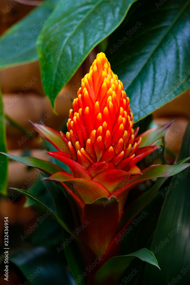 Beautiful guzmania conifera flower Beautiful guzmania conifera flower