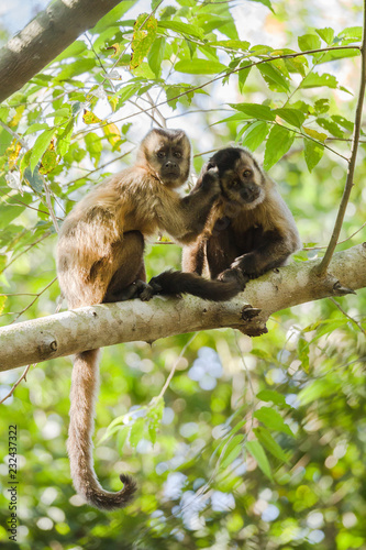 Hooded Capuchins  Pantanal  Brazil