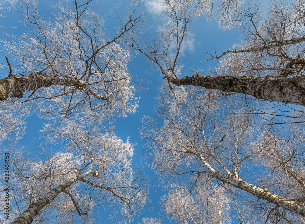 Obraz premium Winter frost in a birch grove. Frosty, clear day in the forest. Birches in hoarfrost, hoarfrost, in the snow.