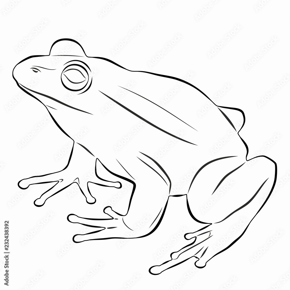 Fototapeta premium ilustracja żaby, rysunek wektorowy