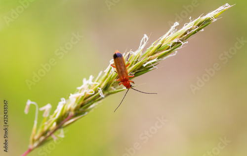 Soldier Beetle on Grass
