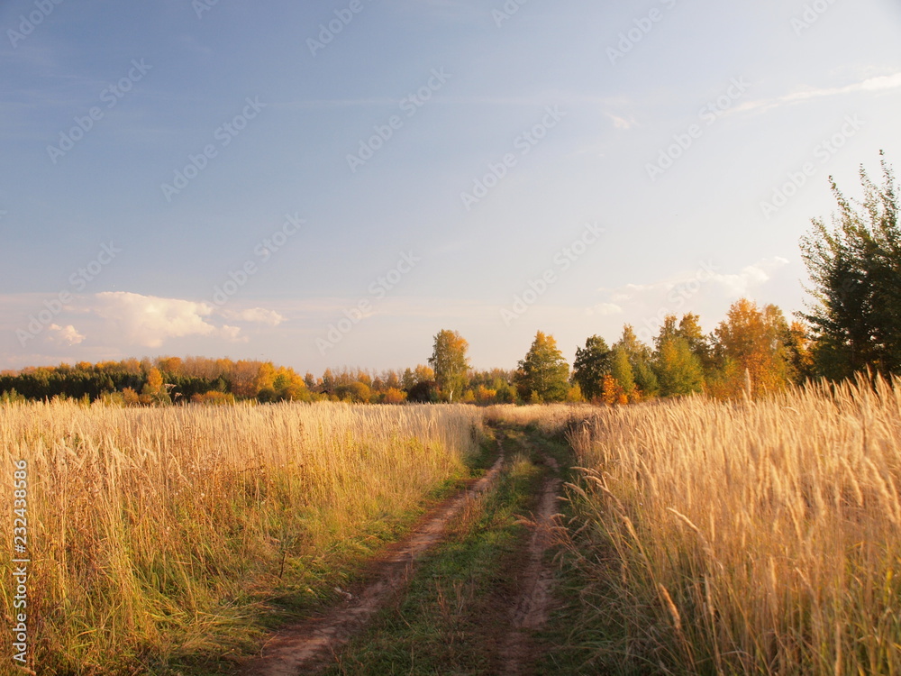 Autumn forest, country road, field. Russian autumn nature. Russia, Ural, Perm region