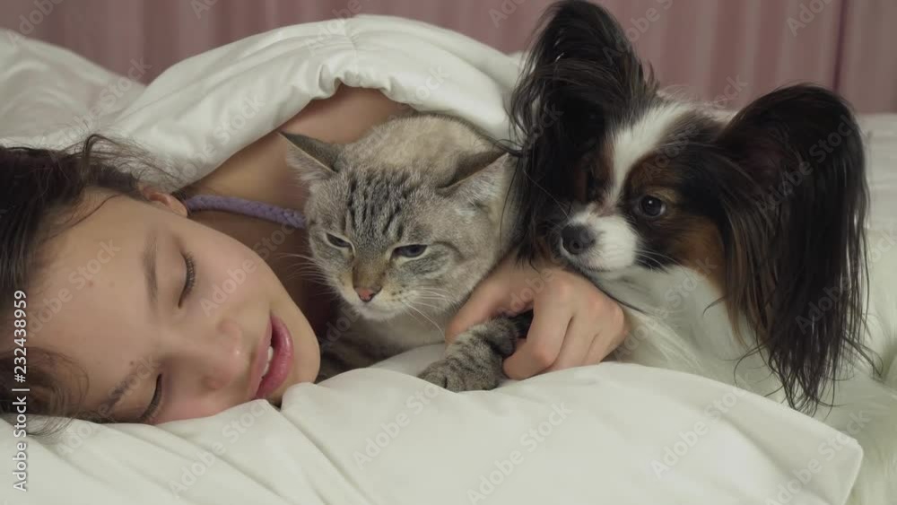 Happy teen girl communicates with dog Papillon and Thai cat in bed stock footage video Happy teen girl communicates with dog Papillon and Thai cat in bed stock footage video