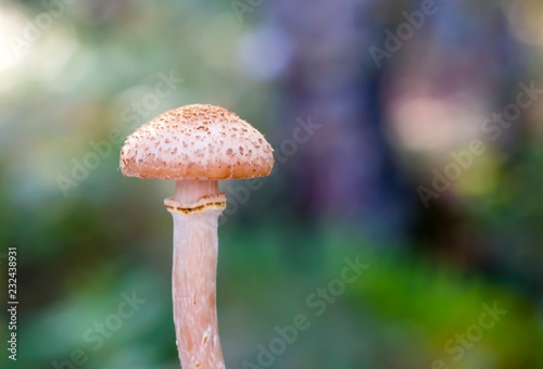 mushroom growing in the forest on a blurred background
