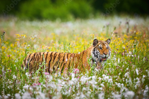 Amur tiger running in the forest. Action wildlife scene with danger animal. Siberian tiger, Panthera tigris altaica