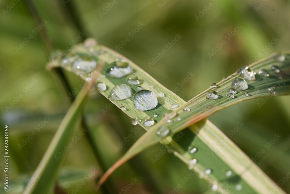 Drop of dew in morning on leaf Drop of dew in morning on leaf